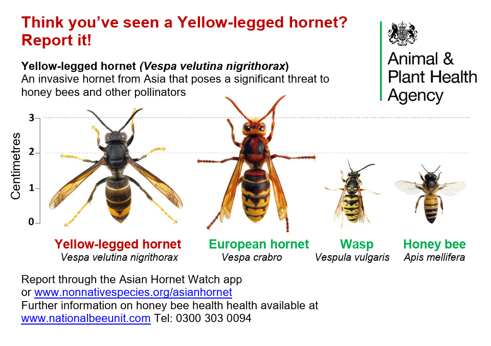 APHA identification guide comparing Yellow-legged Hornet, European Hornet, Common Wasp, and Honey Bee with size scale
