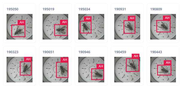 BuzzCopper AI model training results showing detected Asian Hornets with bounding boxes