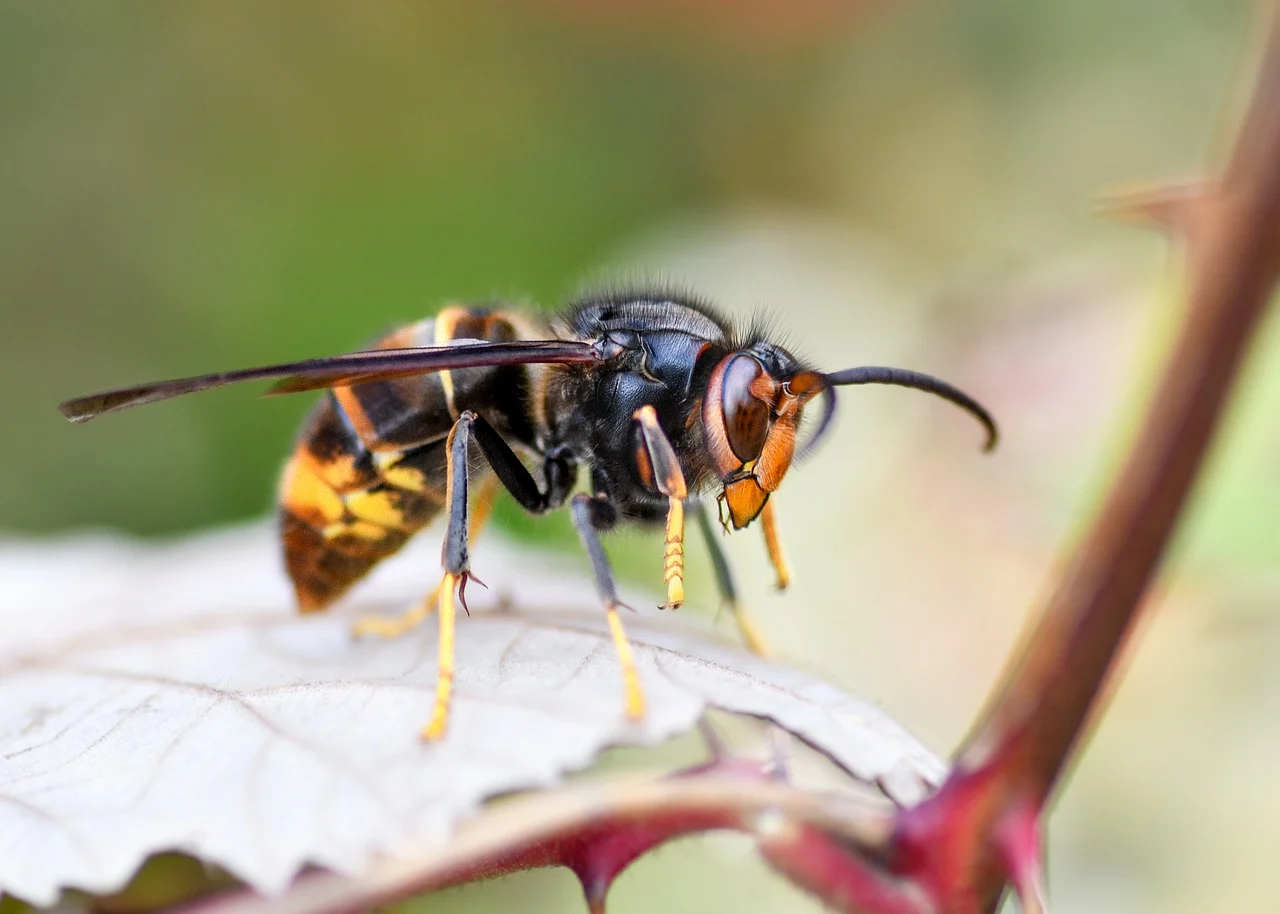 Close-up macro photograph of a Yellow-Legged Asian Hornet on a leaf