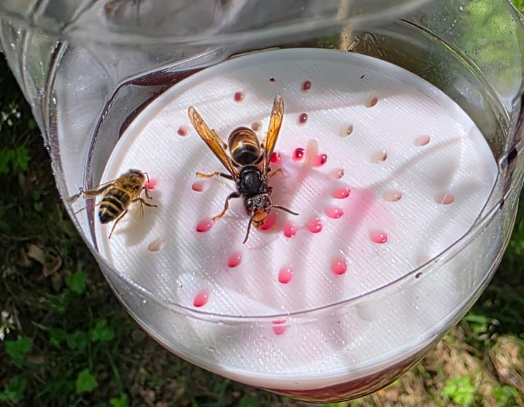 Asian Hornet and honey bee visiting a BuzzCopper bait station
