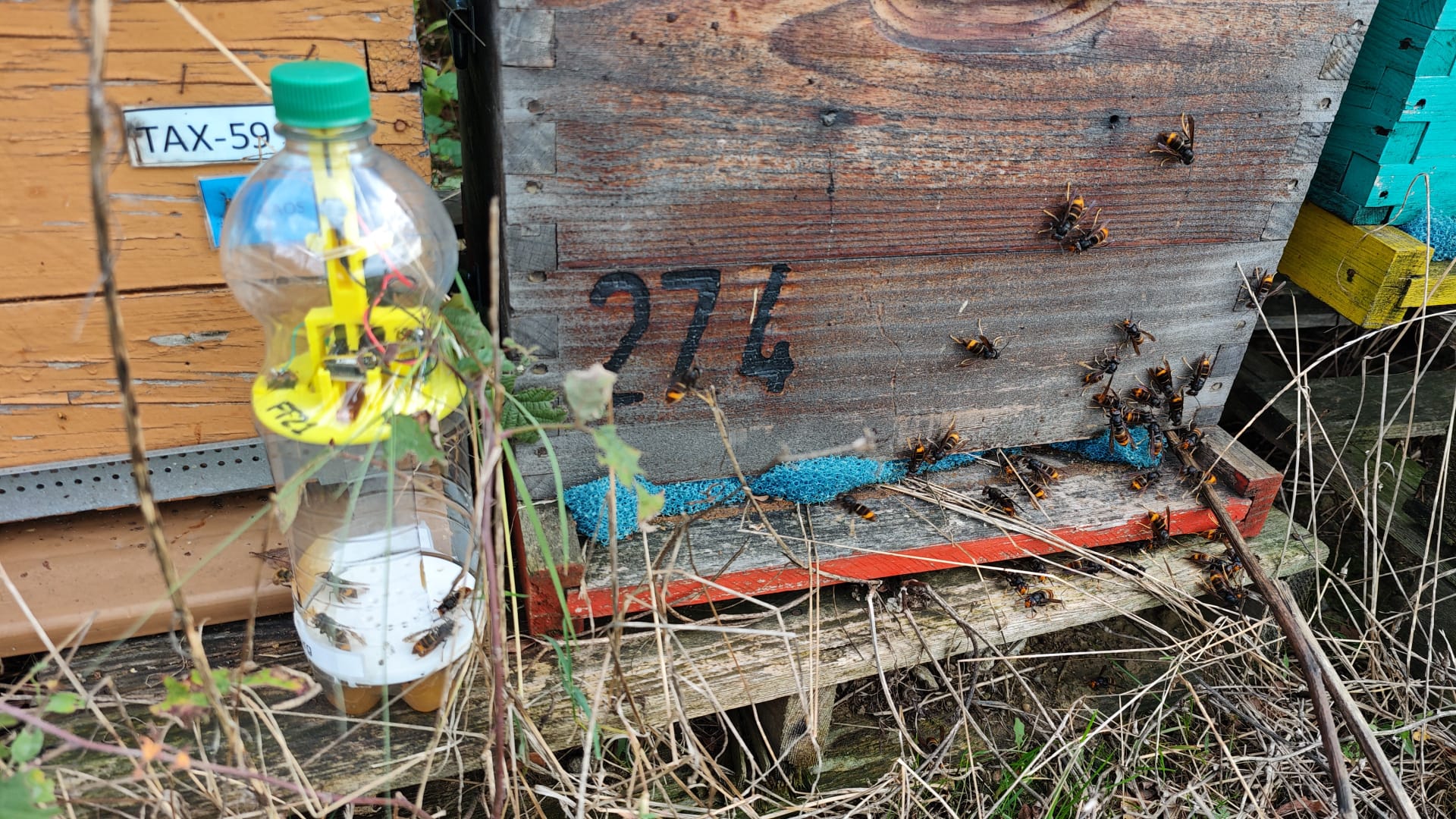 Asian Hornets swarming near a beehive with BuzzCopper detection device attached