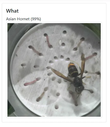 BuzzCopper device display showing AI classification result: Asian Hornet at 99% confidence
