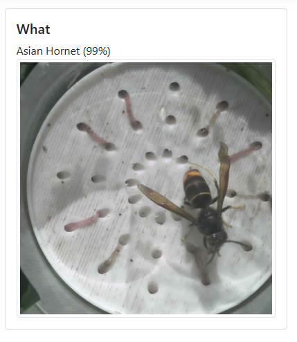 BuzzCopper device display showing AI classification result: Asian Hornet at 99% confidence